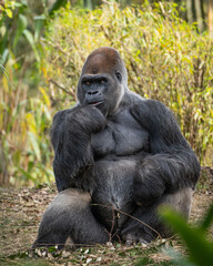 Silverback Gorilla © Chris