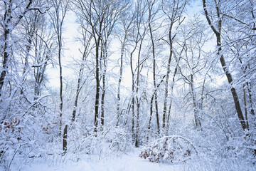 Fototapeta na wymiar Snow covered oak trees under cloudy sky, New England, US