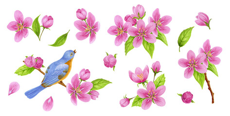 Set of spring elements consisting of apple tree flowers, buds, green leaves and bird sitting on branch. Watercolor clipart for greeting card or invitation.