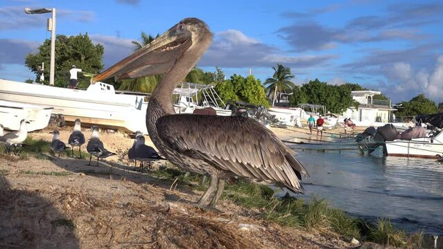 Two Brown pelicans (Pelecanus occidentalis) on the beach of Gran Roque Island in Los Roques Archipelago, Venezuela.