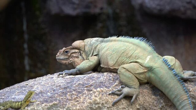 Endangered reptile species, rhinoceros iguana, cyclura cornuta spotted on the rock, blend in with the surrounding environment, staring at Australian water dragon, intellagama lesueurii, close up shot.