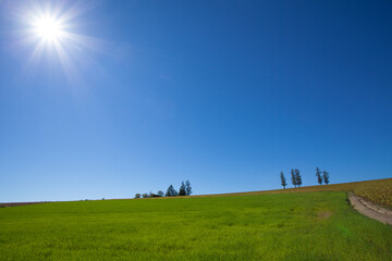 Obraz premium Bright green autumn field and clear blue sky