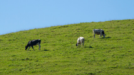Hill pastures and grazing dairy cows
