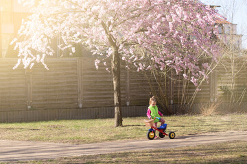 Child riding a tricycle in the garden, Blooming delicate pink cherry in the garden bloomed in spring against