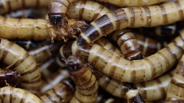 Closeup of Zophobas morio or Superworms, larvae of the Darkling Beetle.