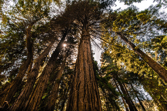 Looking Up at Muir Woods