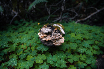 Fungi Tree