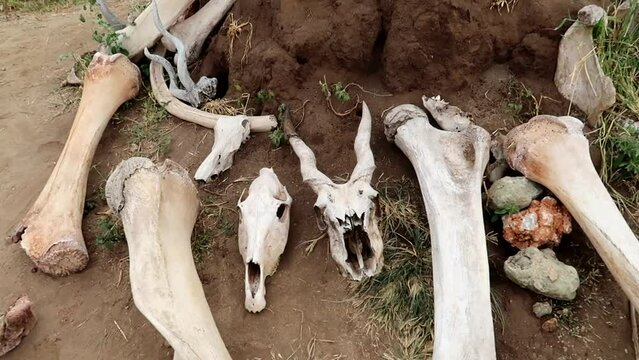 African wild animal bones and skulls on the ground in the african savannah (Elephant leg bones, giraffe and various antelope's bones)