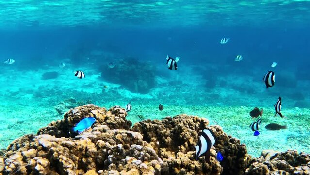 Colorful Reef Fishes Swimming Above Coral Under The Ocean. underwater