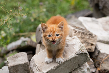 Naklejka na ściany i meble Frightened ginger blue-eyed kitten sitting on a pile of gray bricks and calling