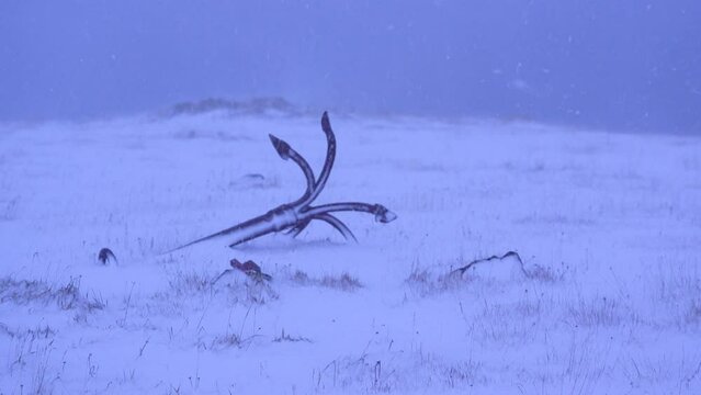 Anchor covered in snow during heavy snowstorm in Iceland. Stable medium view