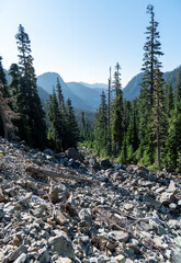 Obraz premium Mountain valley pine tree forest with rockslide in morning light. 