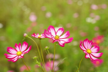 
くりはま花の園、公園、くりはま、花、はなのその、神奈川県、日本、コスモス、透ける、ピンク、白、