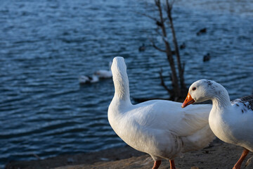 Patos mirando el agua del río cogiendo sol