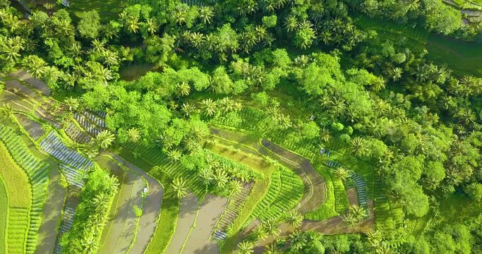 Overhead drone shot of rice field and plantation with green trees on it - Beautiful rural landscape of Indonesia