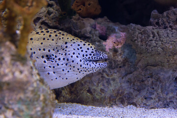 Spotted moray eel in the aquarium of lisbon oceanarium