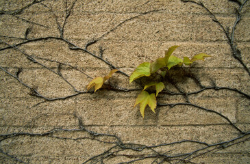 Ivy grows on brick wall in Uppsala, Sweden.
