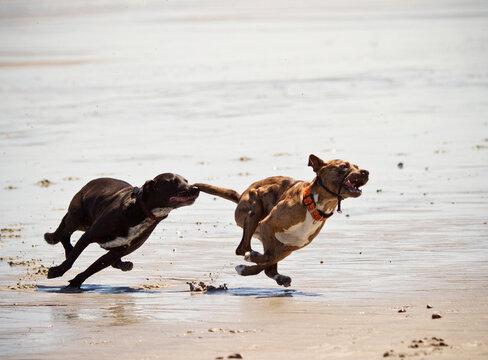 Two dogs chase each other at a beach.