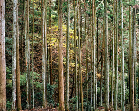 Yellow and red fall foliage is seen through a stand of trees in Kyoto, Japan.