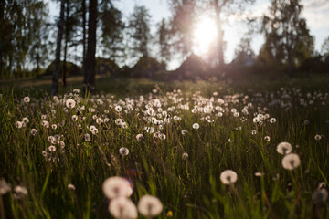 dandelion fields