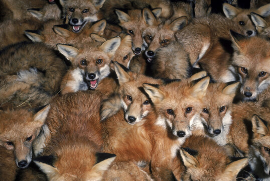 Foxes, South Carolina, USA