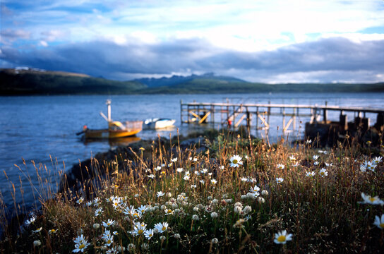 Environmental Tierra del Fuego -- Invasive Species