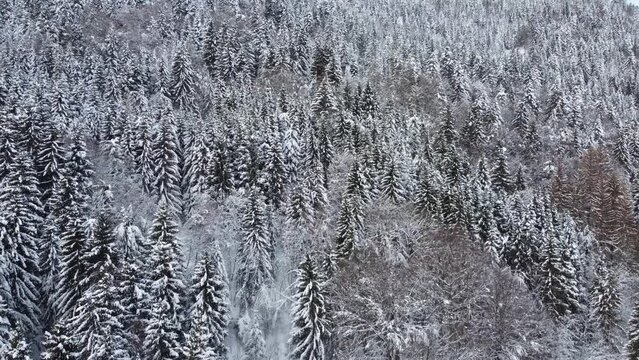 Arbres enneig&eacute; 