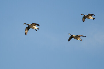 Fototapeta na wymiar Three Canada Geese Flying in a Blue Sky