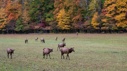 Herd of Elk Grazing Quietly on a Beautiful Autumn Morning