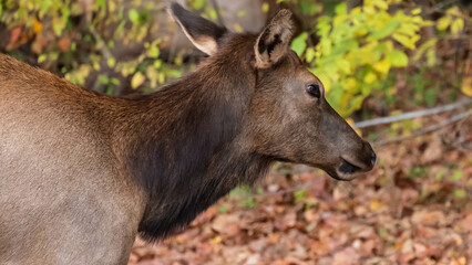 Close Profile Elk Cow on a Beautiful Autumn Morning