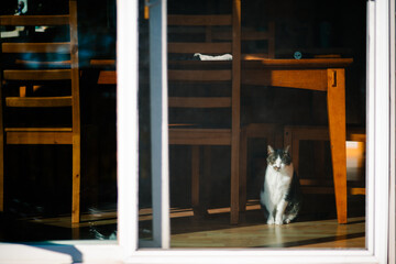 Fototapeta na wymiar A grey and white cat sits in the sunshine in front of a patio door