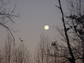 full moon over the forest