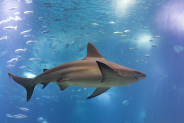 Grey galapagos shark swims in big aquarium in the oceanarium