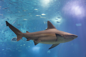 Obraz premium Grey galapagos shark swims close to the glass in big aquarium