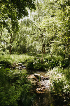 small river spring in nature