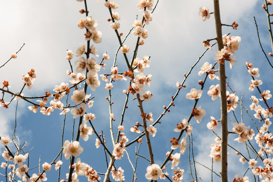 Blooming Japanese plum tree with white flowers