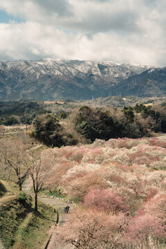 Picturesque view of mountainous terrain and beautiful plum trees