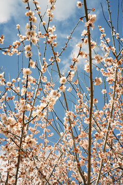 Blooming Japanese plum tree with white flowers