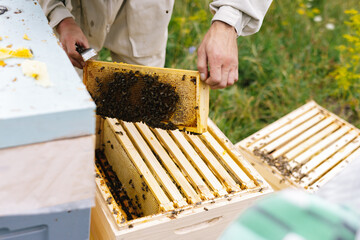 Anonymous frame apiculture 