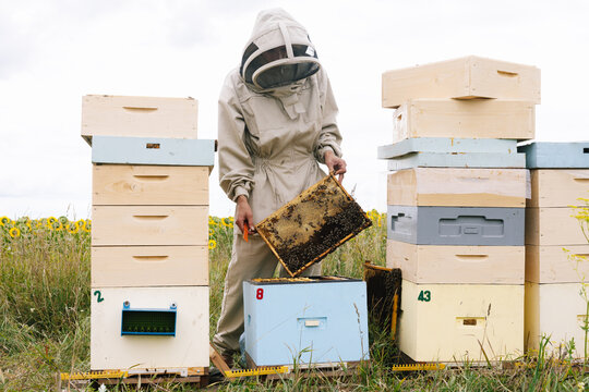 Beekeeper job apiculture 