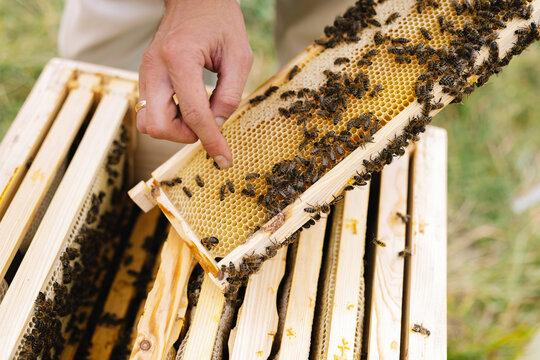 Anonymous apiculture honeycomb insect