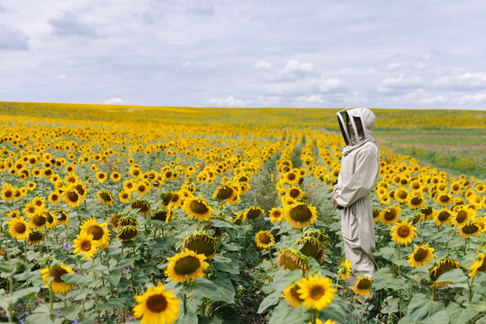 Beekeeper sunflower nature