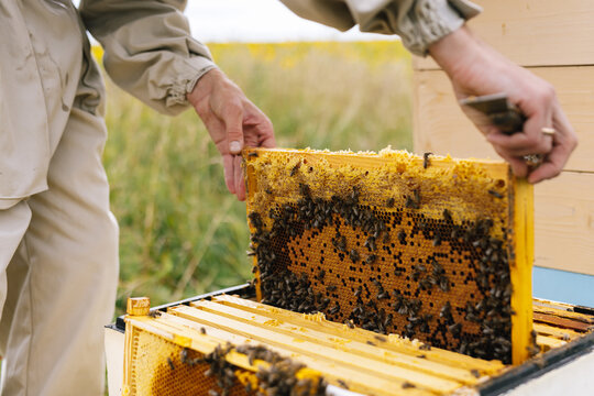 Anonymous harvest hive apiculture 