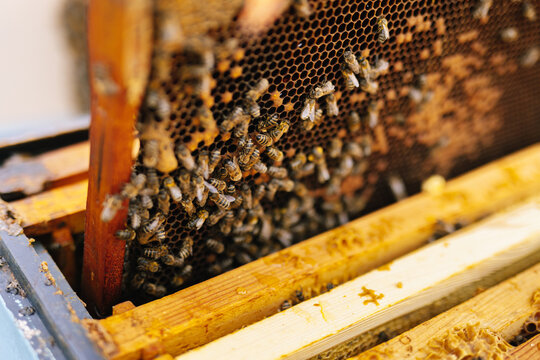 Hive frame bee honeycomb 
