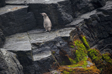 natural reserve penguin humboldt cha&ntilde;aral de aceituno 