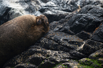 Naklejka premium south american sea lion southern on natural reserve on penguin humboldt 
