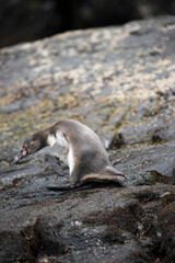 Fototapeta premium natural reserve penguin humboldt chañaral de aceituno 