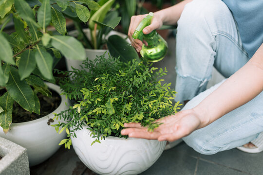 Housewife taking care of home plants at her home spraying