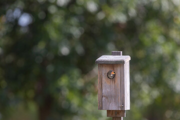 Bird at bird house