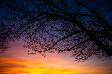 Colorful sunset behind a newly budding tree with bird on branch